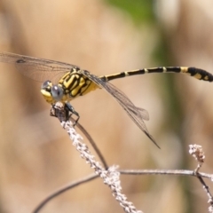 Austrogomphus cornutus (Unicorn Hunter) at Coree, ACT - 27 Nov 2019 by SWishart