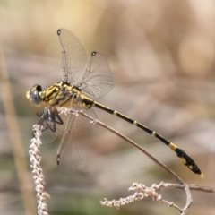 Austrogomphus cornutus at Coree, ACT - 27 Nov 2019