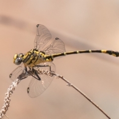 Austrogomphus cornutus at Coree, ACT - 27 Nov 2019