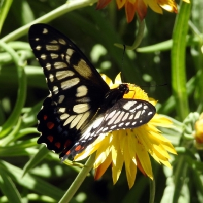 Papilio anactus (Dainty Swallowtail) at ANBG - 29 Nov 2019 by RodDeb