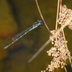 Austrolestes psyche (Cup Ringtail) at ANBG - 28 Nov 2019 by RodDeb