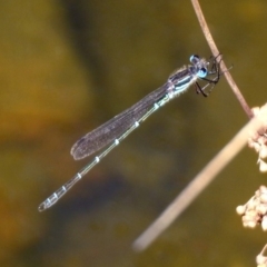 Austrolestes psyche at Acton, ACT - 29 Nov 2019 09:38 AM
