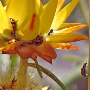 Coccinella transversalis at Acton, ACT - 29 Nov 2019