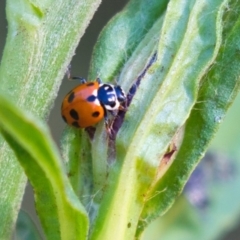 Hippodamia variegata (Spotted Amber Ladybird) at ANBG - 29 Nov 2019 by AlisonMilton