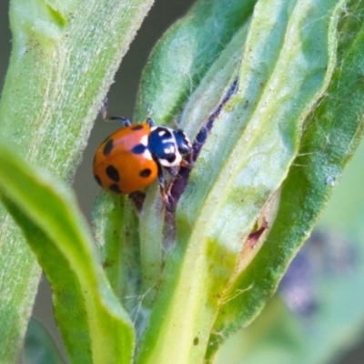 Hippodamia variegata (Spotted Amber Ladybird) at ANBG - 29 Nov 2019 by AlisonMilton