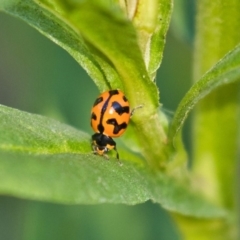 Coccinella transversalis (Transverse Ladybird) at Acton, ACT - 29 Nov 2019 by AlisonMilton