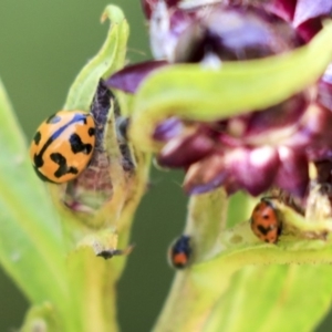 Coccinella transversalis at Acton, ACT - 29 Nov 2019