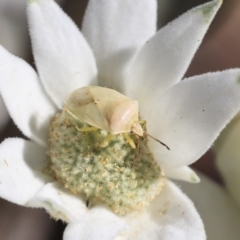 Pentatomidae (family) (Shield or Stink bug) at ANBG - 29 Nov 2019 by AlisonMilton