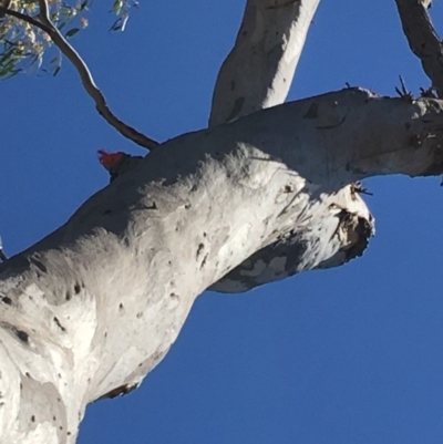 Callocephalon fimbriatum (Gang-gang Cockatoo) at GG49 - 30 Nov 2019 by KL