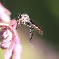Neosaropogon sp. (genus) (A robber fly) at ANBG - 29 Nov 2019 by AlisonMilton