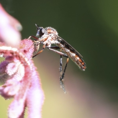 Neosaropogon sp. (genus) (A robber fly) at ANBG - 29 Nov 2019 by AlisonMilton