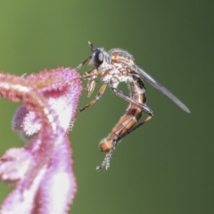 Neosaropogon sp. (genus) at Acton, ACT - 29 Nov 2019