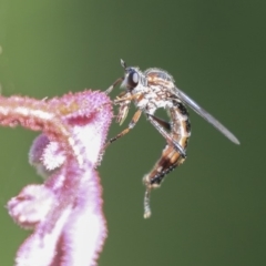 Neosaropogon sp. (genus) at Acton, ACT - 29 Nov 2019