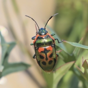 Scutiphora pedicellata at Acton, ACT - 29 Nov 2019 03:49 PM