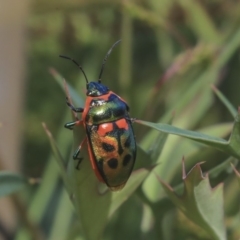 Scutiphora pedicellata at Acton, ACT - 29 Nov 2019 03:49 PM