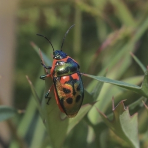 Scutiphora pedicellata at Acton, ACT - 29 Nov 2019