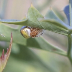 Araneidae (family) (Orb weaver) at Acton, ACT - 29 Nov 2019 by AlisonMilton