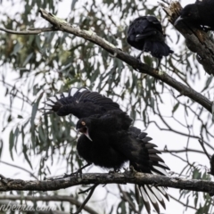 Corcorax melanorhamphos (White-winged Chough) at Red Hill Nature Reserve - 23 Nov 2019 by BIrdsinCanberra