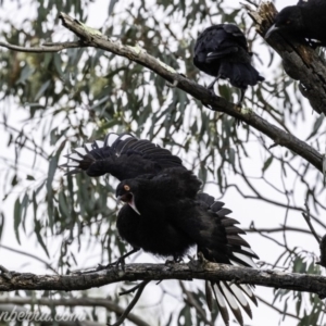 Corcorax melanorhamphos at Deakin, ACT - 24 Nov 2019 07:46 AM