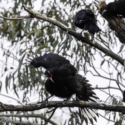 Corcorax melanorhamphos (White-winged Chough) at Deakin, ACT - 23 Nov 2019 by BIrdsinCanberra