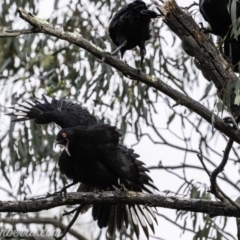 Corcorax melanorhamphos at Deakin, ACT - 24 Nov 2019