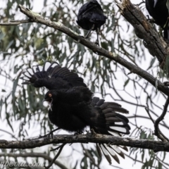 Corcorax melanorhamphos at Deakin, ACT - 24 Nov 2019 07:46 AM