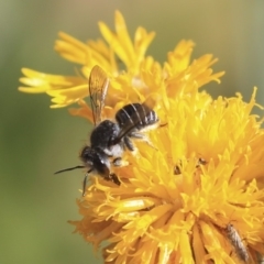 Pseudoanthidium (Immanthidium) repetitum (African carder bee, Megachild bee) at Acton, ACT - 29 Nov 2019 by AlisonMilton