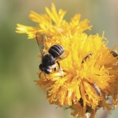 Pseudoanthidium (Immanthidium) repetitum at Acton, ACT - 29 Nov 2019 04:10 PM