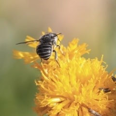 Pseudoanthidium (Immanthidium) repetitum at Acton, ACT - 29 Nov 2019 04:10 PM