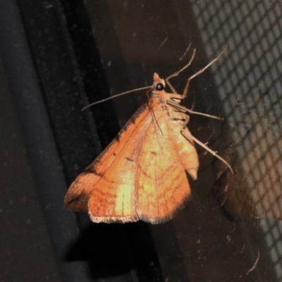Anachloris subochraria (Golden Grass Carpet (Ennominae)) at Wanniassa, ACT - 29 Nov 2019 by JohnBundock