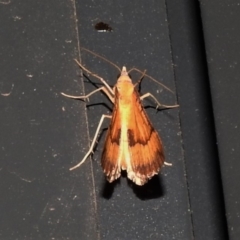 Anachloris subochraria at Wanniassa, ACT - 29 Nov 2019 10:30 PM