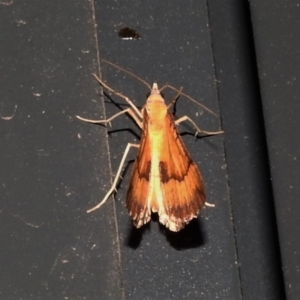 Anachloris subochraria at Wanniassa, ACT - 29 Nov 2019 10:30 PM