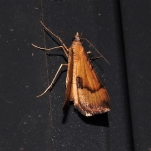 Anachloris subochraria at Wanniassa, ACT - 29 Nov 2019 10:30 PM