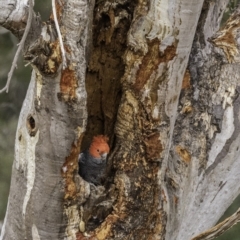Callocephalon fimbriatum (Gang-gang Cockatoo) at Deakin, ACT - 24 Nov 2019 by JonSteinbeck