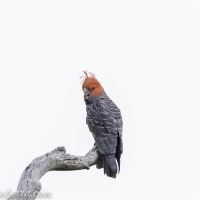 Callocephalon fimbriatum (Gang-gang Cockatoo) at Deakin, ACT - 24 Nov 2019 by JonSteinbeck