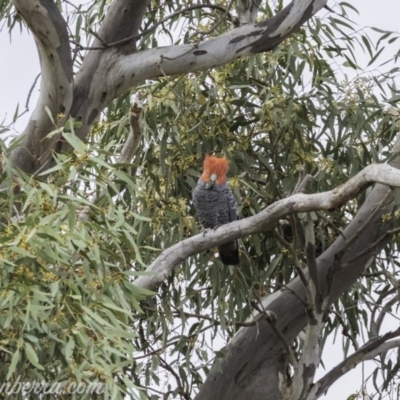 Callocephalon fimbriatum (Gang-gang Cockatoo) at Deakin, ACT - 24 Nov 2019 by JonSteinbeck