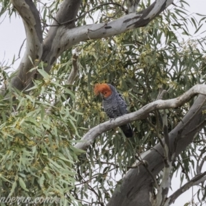 Callocephalon fimbriatum at Deakin, ACT - suppressed