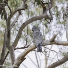 Callocephalon fimbriatum at Deakin, ACT - 24 Nov 2019