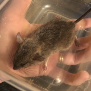 Mus musculus at Hawker, ACT - 30 Nov 2019 08:12 PM