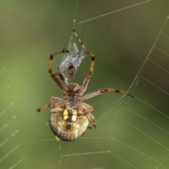 Araneus hamiltoni (Hamilton's Orb Weaver) at Higgins, ACT - 28 Nov 2019 by AlisonMilton