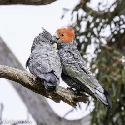 Callocephalon fimbriatum (Gang-gang Cockatoo) at Deakin, ACT - 24 Nov 2019 by JonSteinbeck