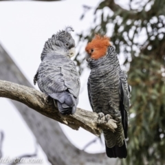 Callocephalon fimbriatum at Deakin, ACT - 24 Nov 2019