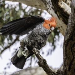 Callocephalon fimbriatum at Deakin, ACT - suppressed