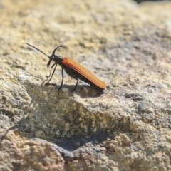 Porrostoma rhipidium (Long-nosed Lycid (Net-winged) beetle) at Kingston, ACT - 25 Nov 2019 by AlisonMilton