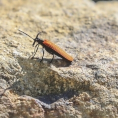 Porrostoma rhipidium (Long-nosed Lycid (Net-winged) beetle) at Jerrabomberra Wetlands - 24 Nov 2019 by AlisonMilton