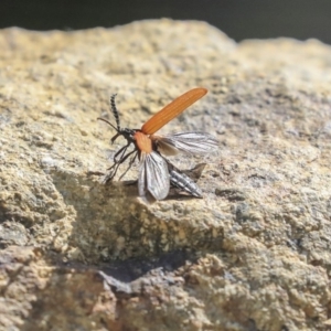 Porrostoma rhipidium at Kingston, ACT - 25 Nov 2019 08:08 AM