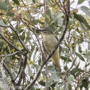 Edolisoma tenuirostre at Deakin, ACT - 24 Nov 2019