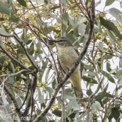 Edolisoma tenuirostre (Common Cicadabird) at Red Hill Nature Reserve - 23 Nov 2019 by BIrdsinCanberra