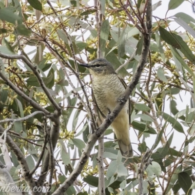 Edolisoma tenuirostre (Common Cicadabird) at Deakin, ACT - 24 Nov 2019 by BIrdsinCanberra