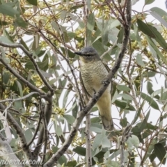 Edolisoma tenuirostre at Deakin, ACT - 24 Nov 2019 08:05 AM